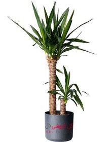 تصویر گیاه یوکا دو تنه 987A 