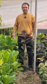 تصویر فیکوس بلک (کپی) 