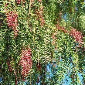 تصویر بذر درختچه بونسای فلفل صورتی 