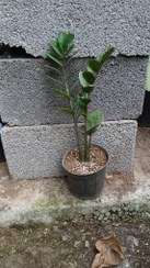 تصویر گیاه زاموفیلیا سبز 