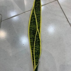 تصویر برگ سانسوریا مصنوعی 