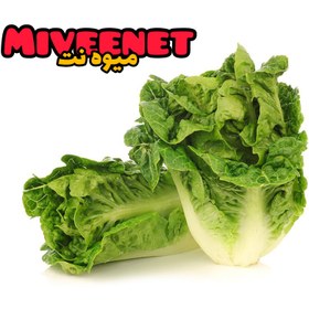 تصویر بیبی کاهو میکس پاک شده ۶۰۰+ گرمی بسته بندی میوه نت Baby lettuce mix +600 Gr fresh packing miveenet