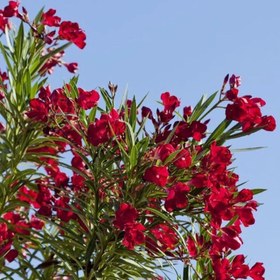 تصویر بذر گل خرزهره قرمز 20 عددی 