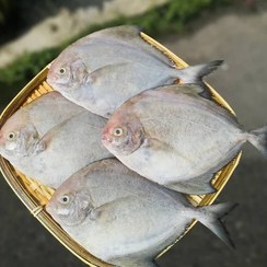 تصویر ماهی حلوا سفید تازه سایز بزرگ ۴۰۰-۷۰۰ گرمی 