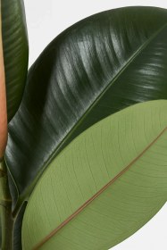 تصویر فیکوس سبز 