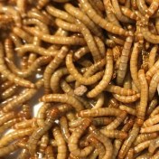 تصویر میلورم زنده: تغذیه ایده‌آل برای حیوانات خانگی و پرندگان 