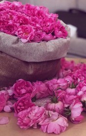 تصویر گل محمدی 