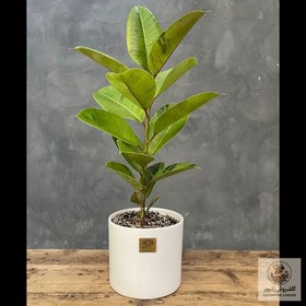 تصویر گیاه فیکوس الاستیکا ببری | کد: ZNB-1BXH 