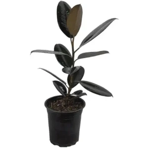 تصویر فروشگاه گلخانه فردوس