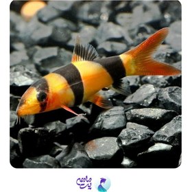 تصویر ماهی لوچ دلقک پک چند عددی 