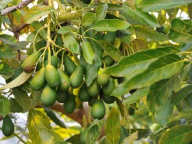 تصویر نهال آووکادو پیوندی 