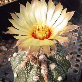 تصویر بذر آستریاس کاکتوس 