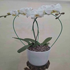 تصویر ارکیده 2 شاخه orchid