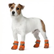 تصویر کفش چرمی سگ و گربه سایز XL 