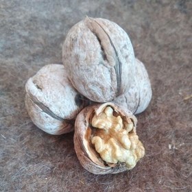 تصویر گردو اقلید استان فارس امساله 1 کیلویی(مغز سفید،پرچرب،درشت) 