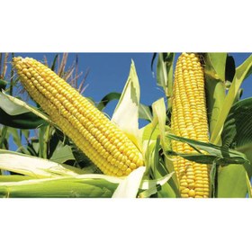تصویر بذر ذرت 704 سینگل کراس وزن 250 گرم 