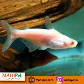 تصویر ماهی پنگوسی آلبینو 10-11 سانت 