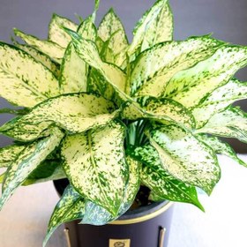 تصویر آگلونما سفید 