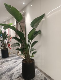 تصویر نخل نیکولای 