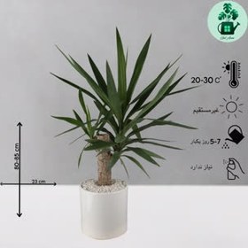 تصویر یوکا تنه دار 