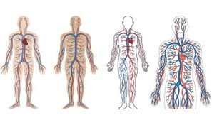 تصویر وکتور دستگاه گردش خون بدن انسان 