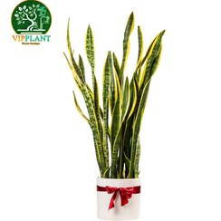 تصویر سانسوریا شمشیری سایز 10 (با گلدان سرامیکی) Sansevieria