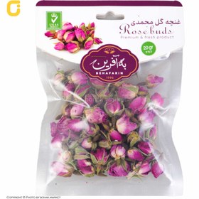 تصویر غنچه گل محمدی به آفرین 