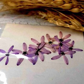 تصویر گل خشک یاس 