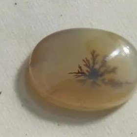 تصویر شجر قائن شاهپرکی 