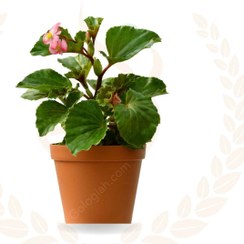 تصویر بگونیا عروس 