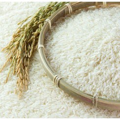 تصویر برنج شمال ارزان 