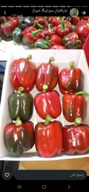 تصویر فلفل دلمه رنگی صادراتی 