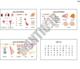 تصویر دانلود قالب پاورپوینت اینفوگرافیک پزشکی | نمودار بدن انسان برای ارائه‌های تخصصی 