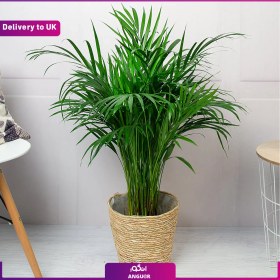 تصویر Areca Palm Plant (Delivery to UK) 