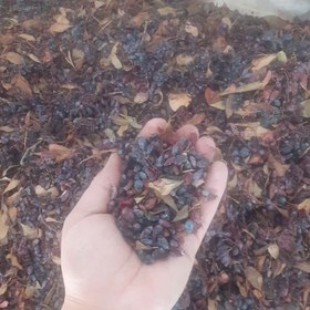 تصویر زرشک کوهی ۲۵۰ گرمی شیوا 