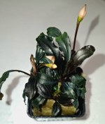 تصویر گیاه آکواریومی بوسفلاندرا اسپی گاست سایز XL 