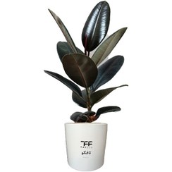 تصویر گل فیکوس بلک 