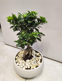 تصویر گلدون بنسای bonsai