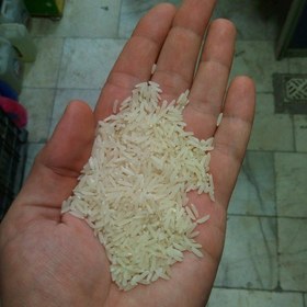 تصویر برنج طارم خوشپخت محلی شمال 