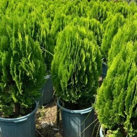 تصویر بذر سرو کامیس توپی بسته 5000 عددی 