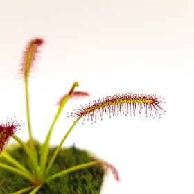 تصویر گیاه طبیعی دروزرا حشره خوار نژاد کپنسیس(سایز۲) 