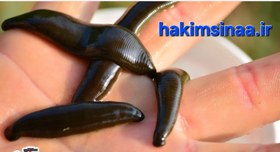 تصویر زالو پرورشی 