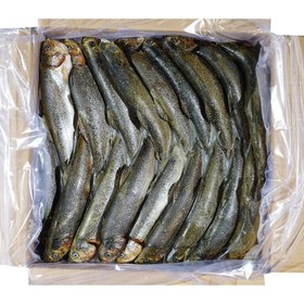 تصویر ماهی قزل آلا شکم خالی منجمد پروفیش – 10 کیلوگرم 