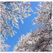 تصویر : آسمان مجازی کد 384 - طرح شکوفه‌های بهاری برای سقف کاذب 