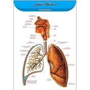 تصویر پوستر آموزشی آناتومی دستگاه تنفسی A3 