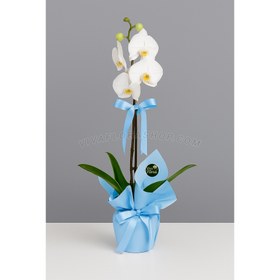 تصویر گلدان ارکیده تک شاخه با دیزایین آبی 