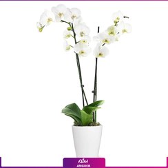 تصویر گل گلدانی ارکیده (طبیعی) Orchids 