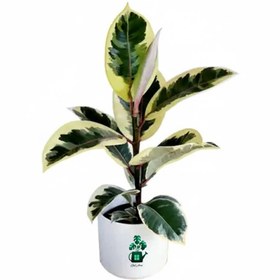 تصویر فیکوس یاقوتی گلآرون 