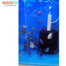 تصویر ماهی سیچلاید گورخری سایز ۳ تا ۶ سانت 