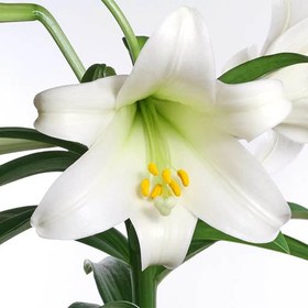 تصویر پیاز گل لیلیوم زرد لب سفید هلندی معطر تکی 